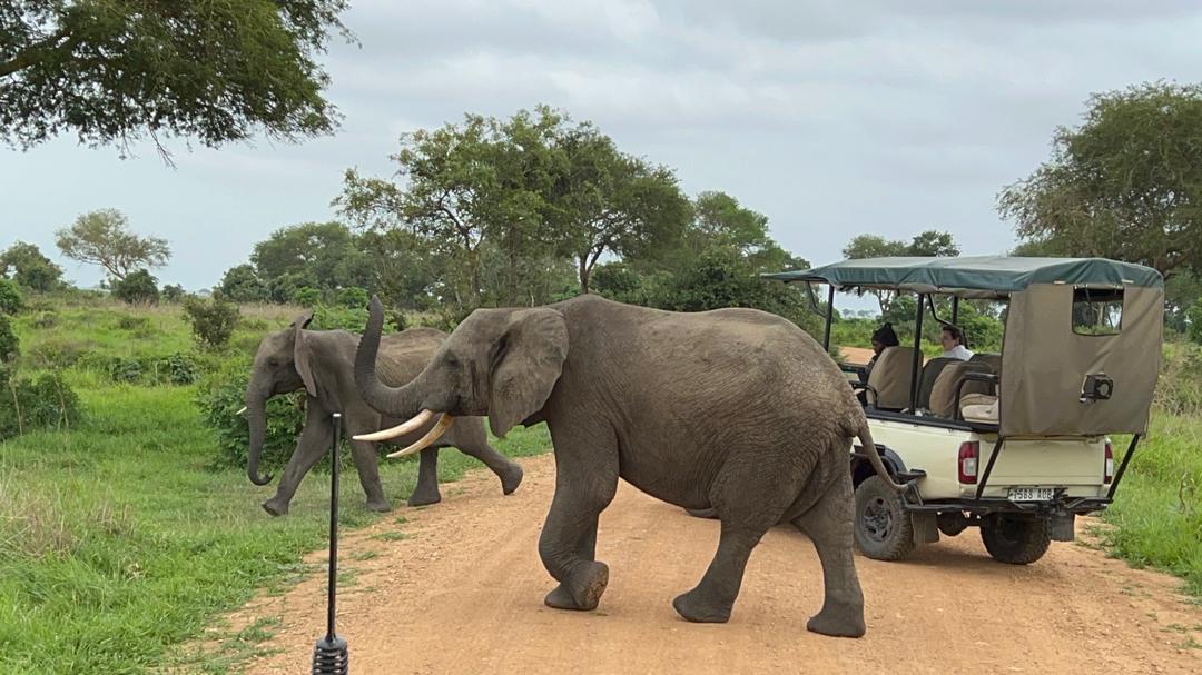 Mikumi National Park Elephant